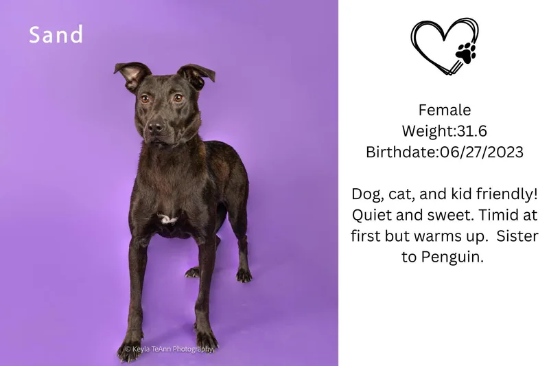 An adult medium-sized female Black Pit Bull Terrier dog named Sand for adoption in Lexington, SC