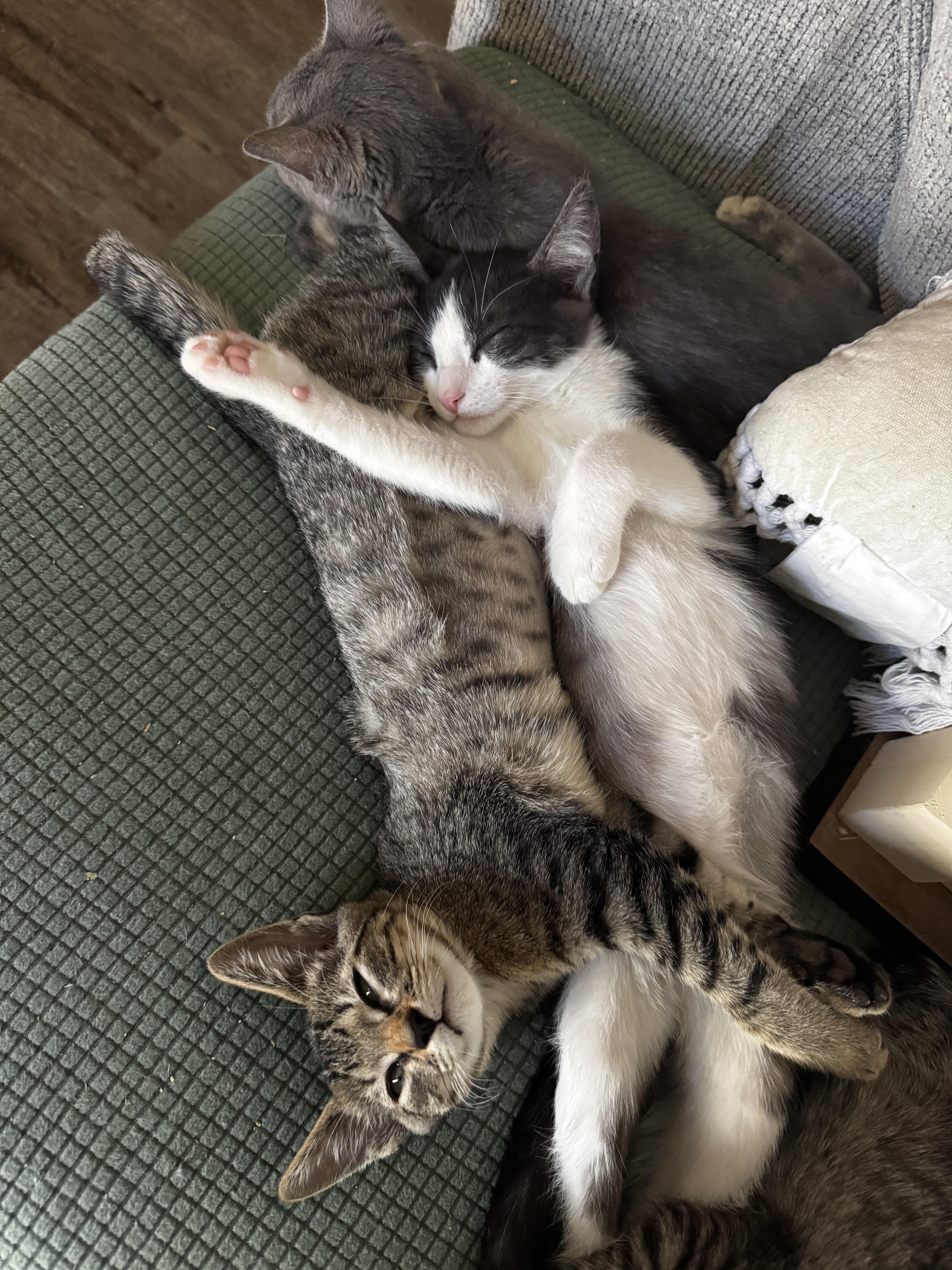A young medium-sized male Gray & White Domestic Short Hair cat named Gatsby for adoption in Ripon, CA