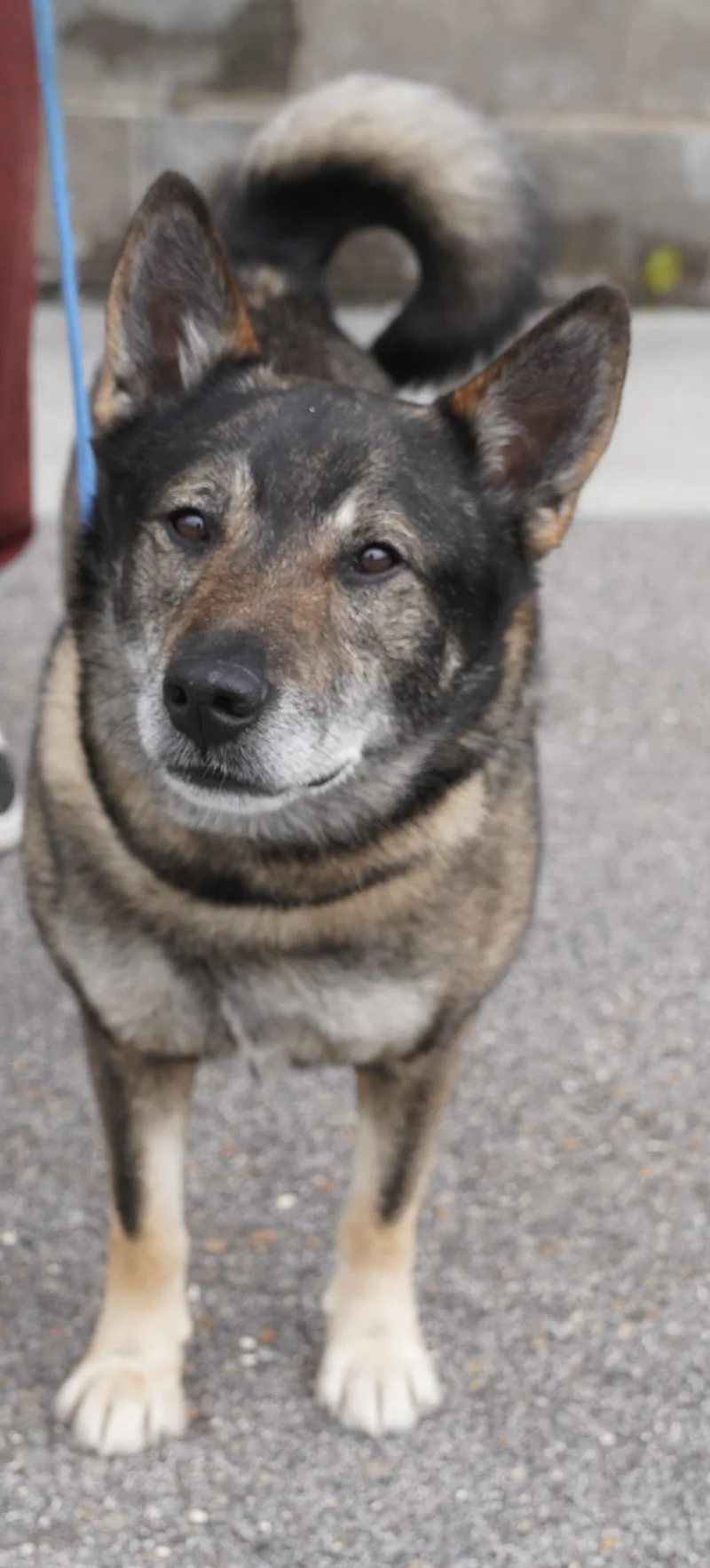An adult medium-sized male Gray / Blue / Silver Norwegian Elkhound dog named Sarge for adoption in Pottsville, PA