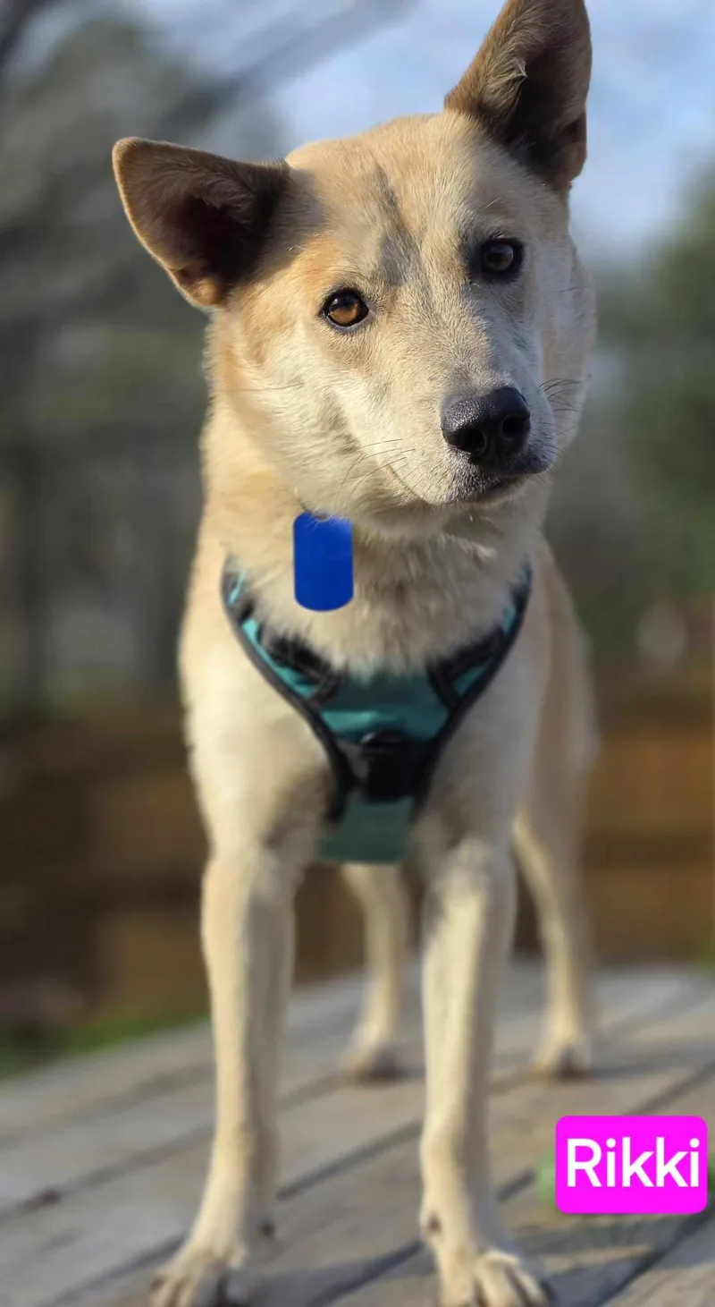 Rikki thumbnail 2
