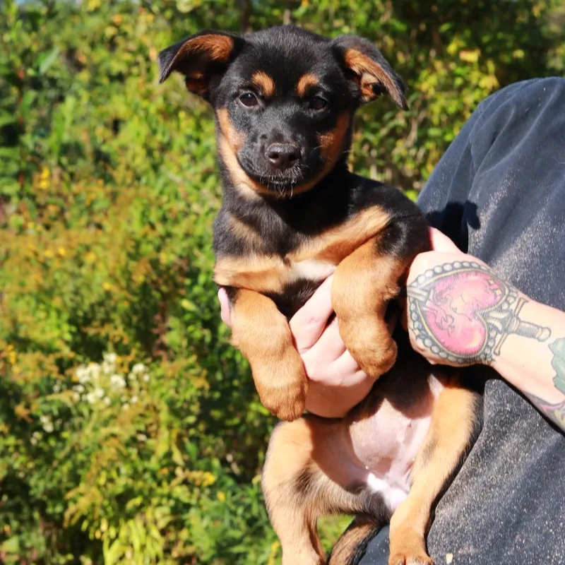 A baby medium-sized female German Shepherd Dog dog named CT Birdie for adoption in Stormville, NY
