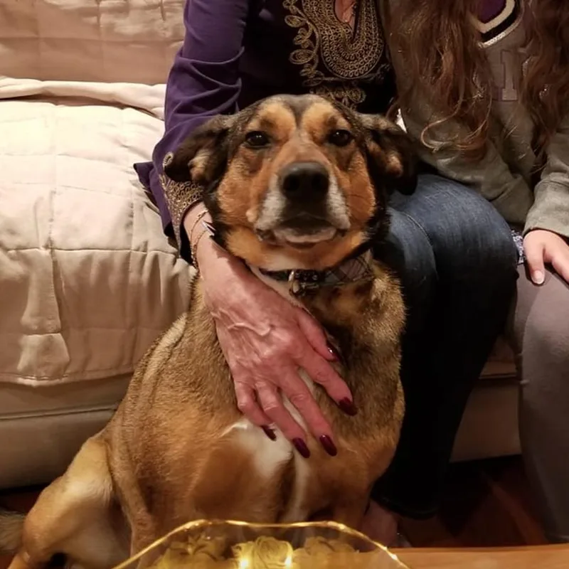 A senior medium-sized female Brown / Chocolate Shepherd dog named Ruby for adoption in Fairfax Station, VA