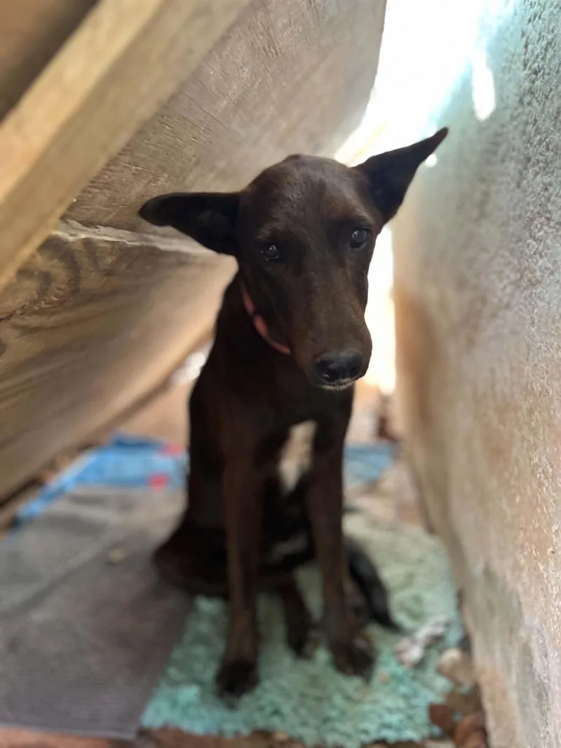 A young medium-sized female Mixed Breed dog named Daisy for adoption in Stratham, NH