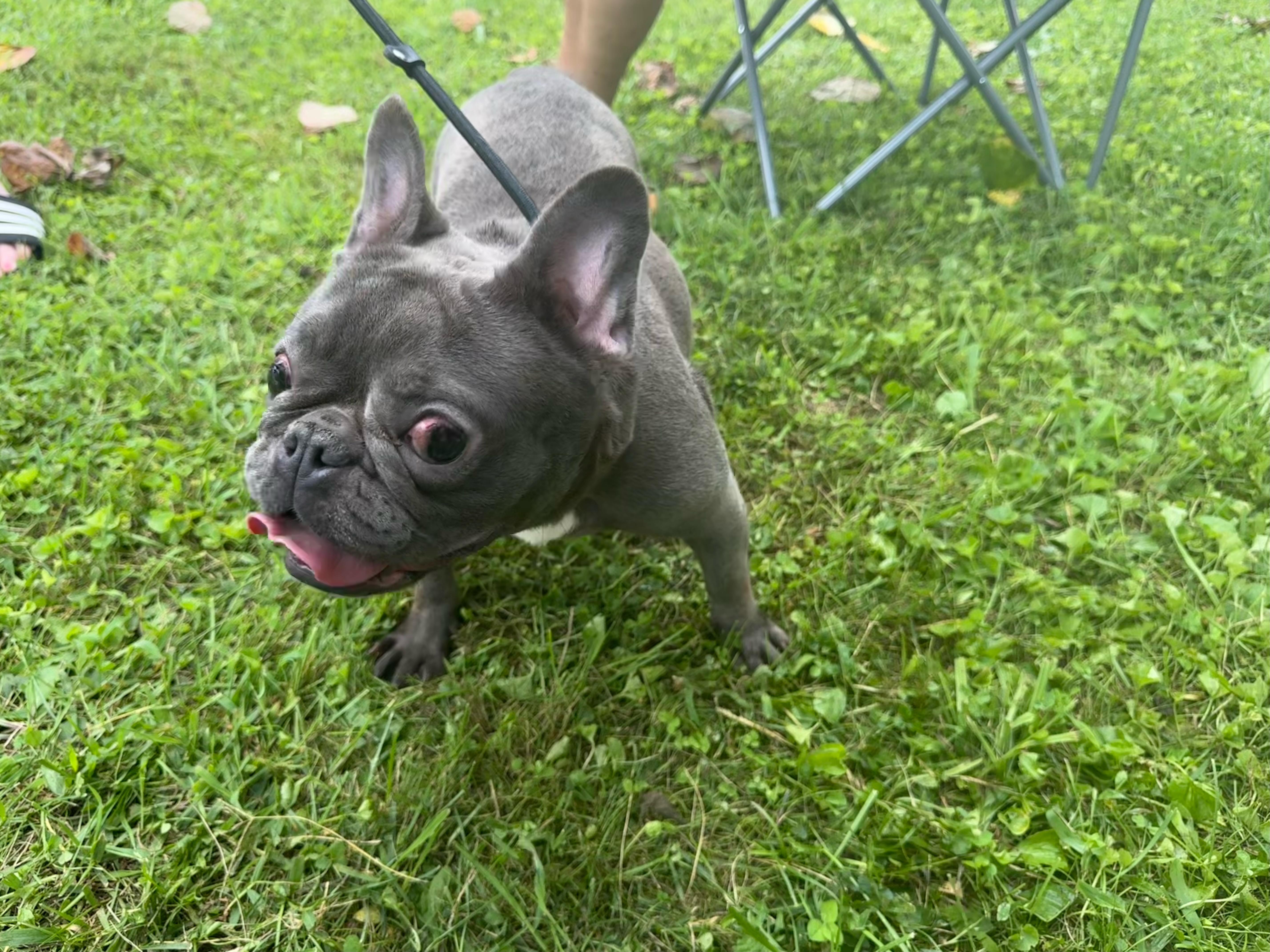 An adult medium-sized female French Bulldog dog named Ida for adoption in Richmond, KY