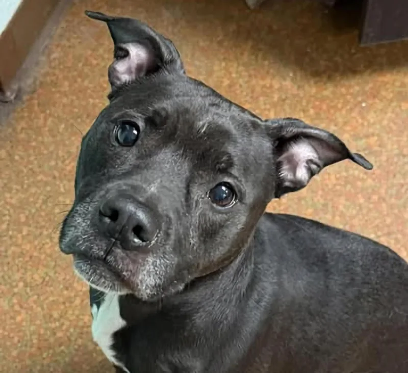 An adult medium-sized female Black Pit Bull Terrier dog named Chloe for adoption in Euclid, OH