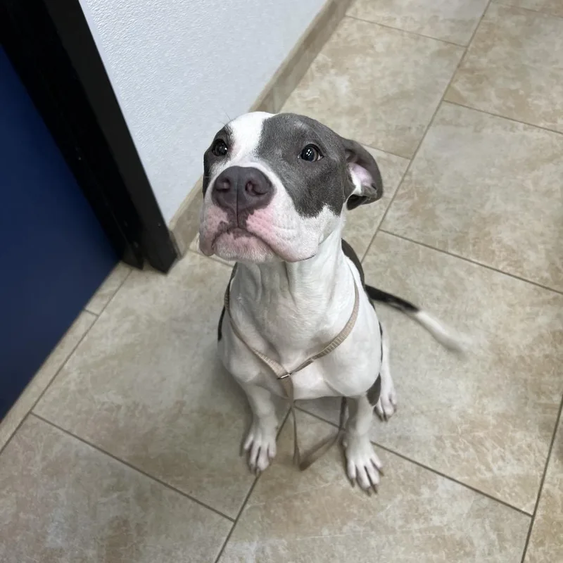 A young medium-sized male Mixed Breed dog named Goose for adoption in Galveston, TX