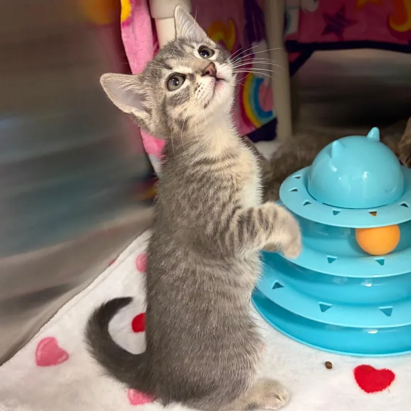 A baby small-sized female Gray / Blue / Silver Domestic Short Hair cat named Zoe for adoption in Keizer, OR