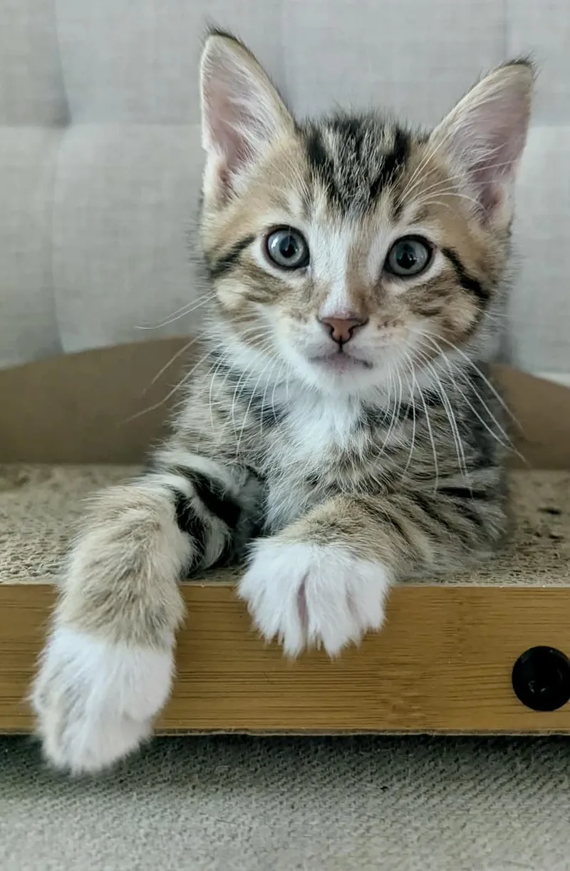 William