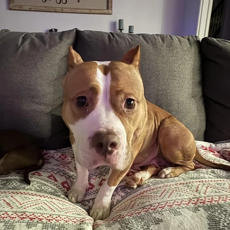 An adult medium-sized female Red / Chestnut / Orange Pit Bull Terrier dog named Dottie ~ Coming Soon!!! for adoption in Chicago, IL