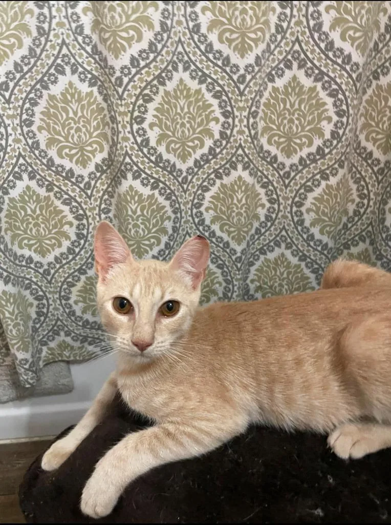 A baby medium-sized female Tabby cat named Amber for adoption in San Antonio, TX