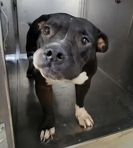 A young medium-sized female American Staffordshire Terrier dog named Bella for adoption in Garland, TX