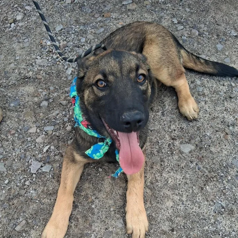 A baby large-sized male Black Belgian Shepherd / Malinois dog named Patroclus for adoption in Hackett, AR