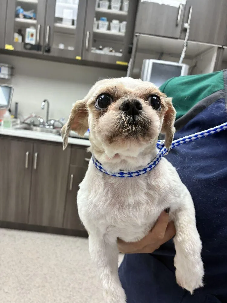 A senior small-sized male Shih Tzu dog named Beaker for adoption in Marietta, GA