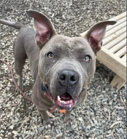 An adult medium-sized female Mixed Breed dog named Admira for adoption in Atlanta, GA