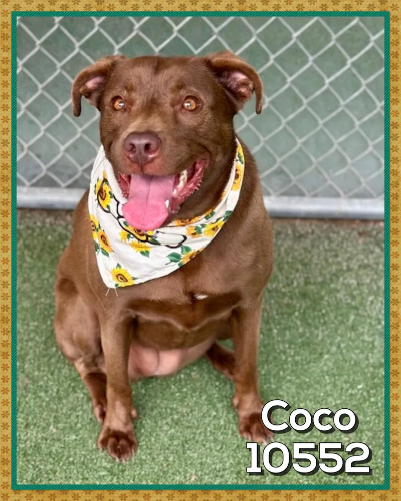 Coco thumbnail 2