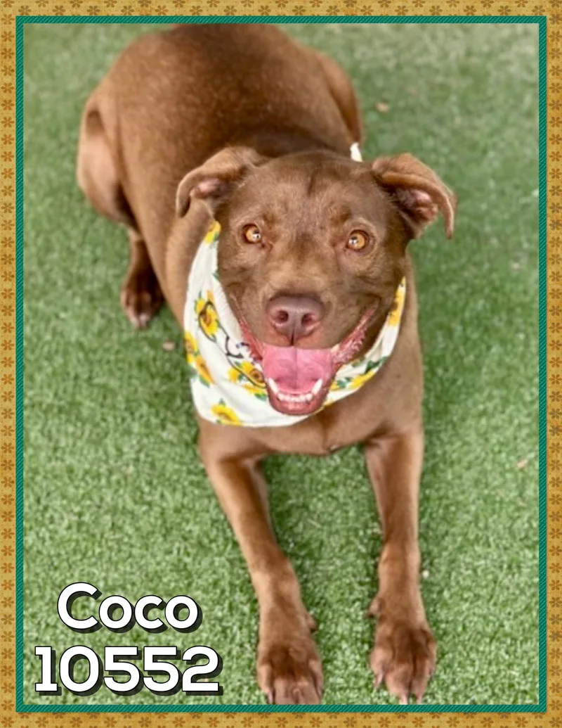 Coco thumbnail 3