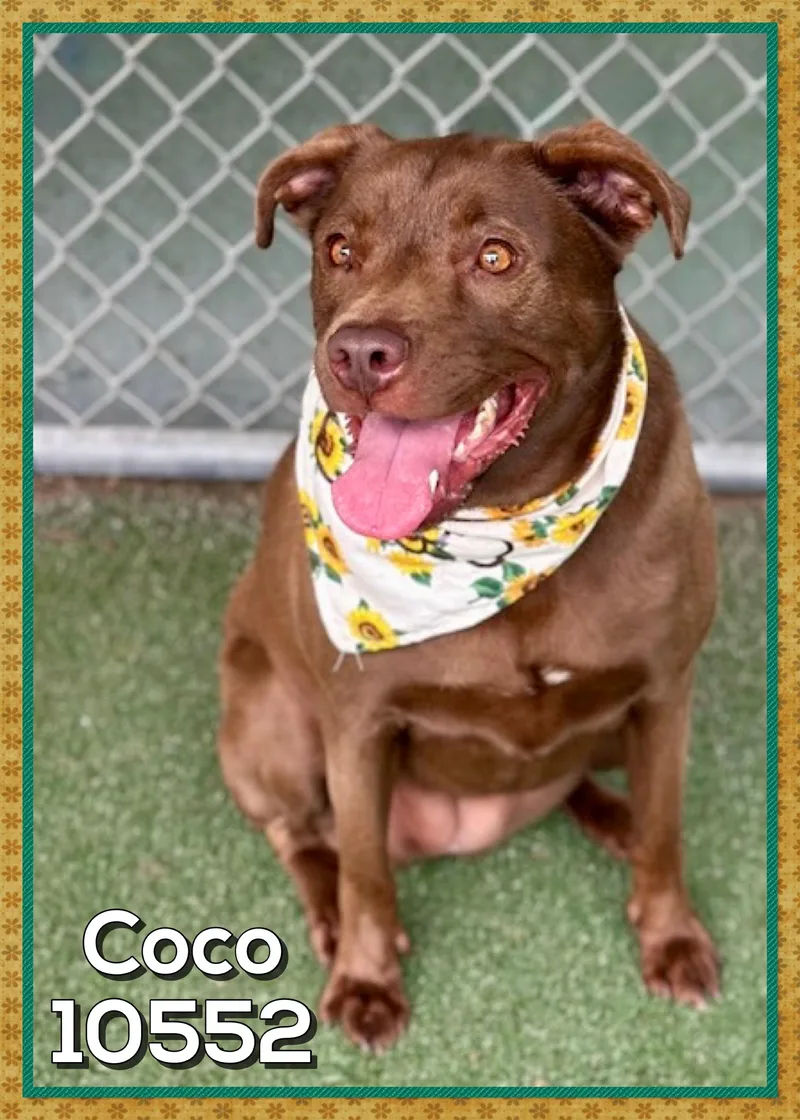 Coco thumbnail 4