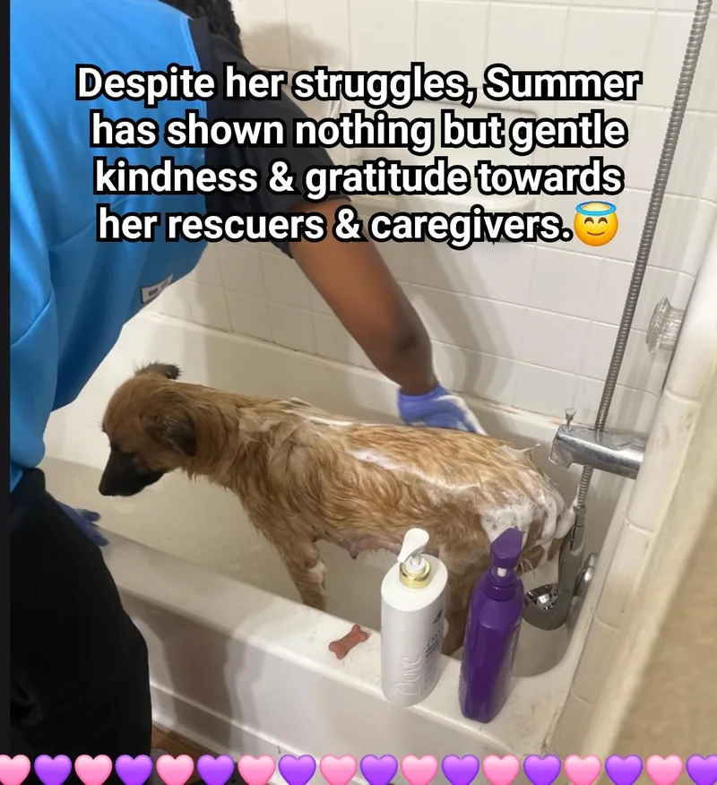 A young medium-sized female Anatolian Shepherd dog named Summer for adoption in Plano, TX
