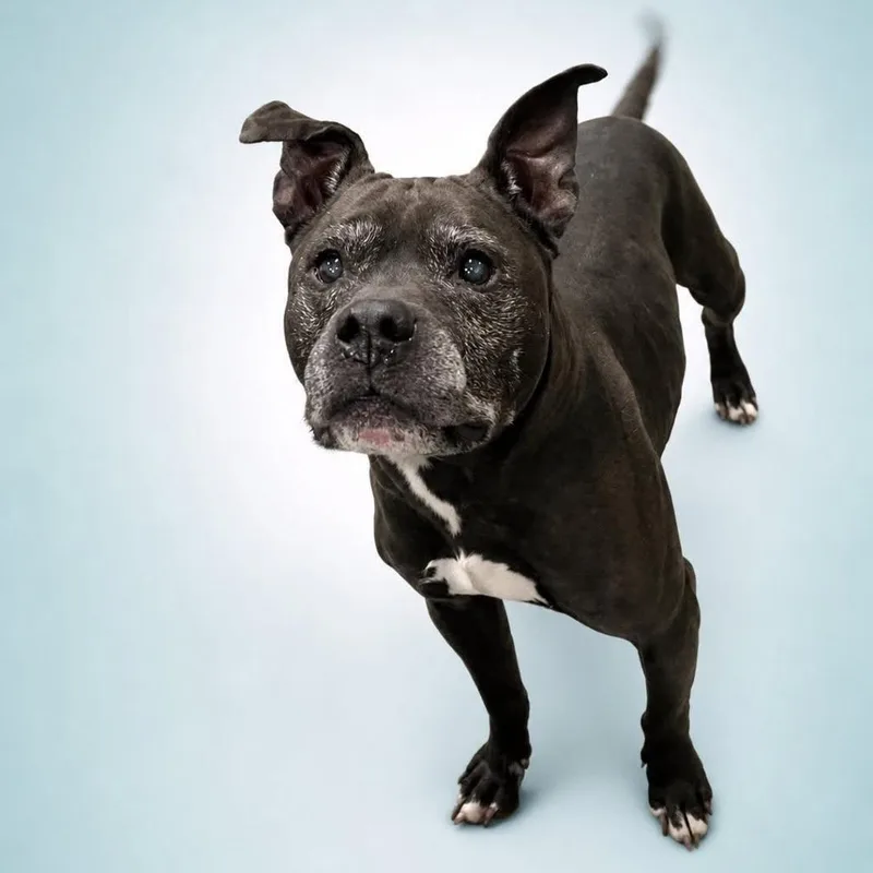 A senior medium-sized male Brown / Chocolate Pit Bull Terrier dog named Moonlight for adoption in Silver Spring, MD