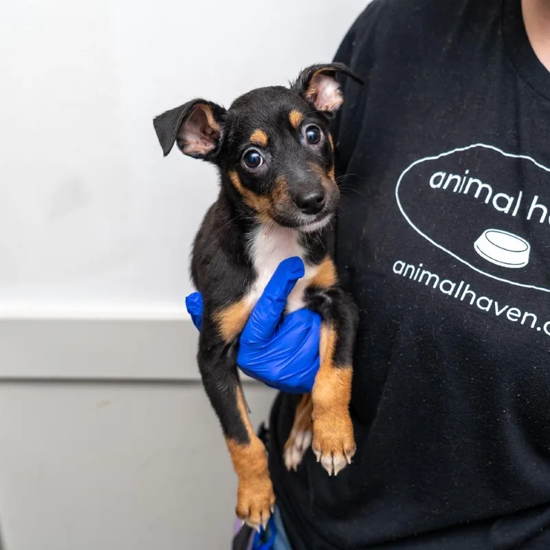 A baby small-sized female Black Mixed Breed dog named Zoey for adoption in New York, NY
