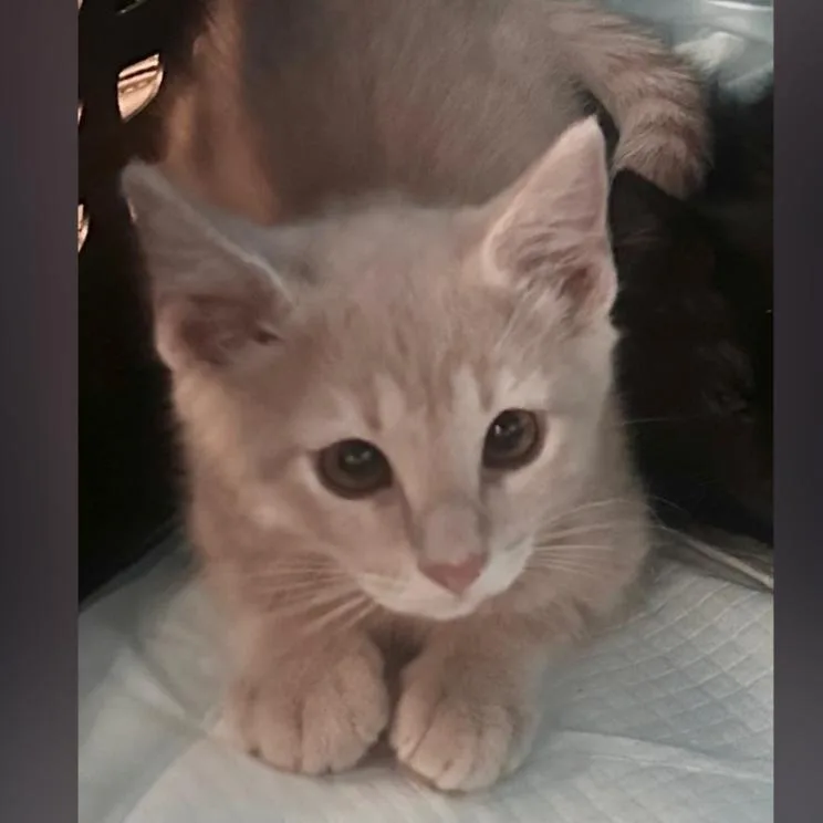 A baby small-sized male Buff / Tan / Fawn Domestic Short Hair cat named Sandy for adoption in Layton, UT
