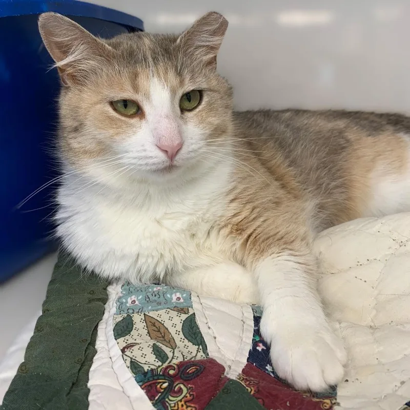 A young medium-sized female Calico Domestic Short Hair cat named Rhea for adoption in Monroe, MI