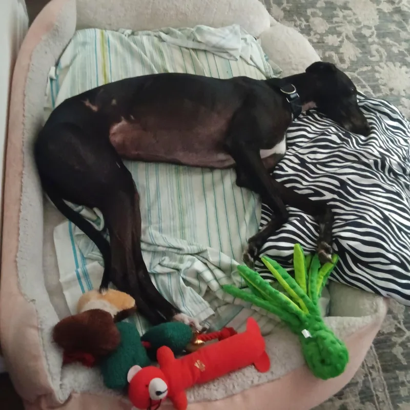 An adult large-sized female Greyhound dog named Dancer for adoption in Tarpon Springs, FL