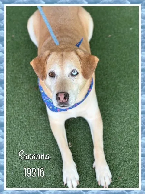An adult medium-sized female Yellow / Tan / Blond / Fawn Labrador Retriever dog named Savanna for adoption in Marietta, GA