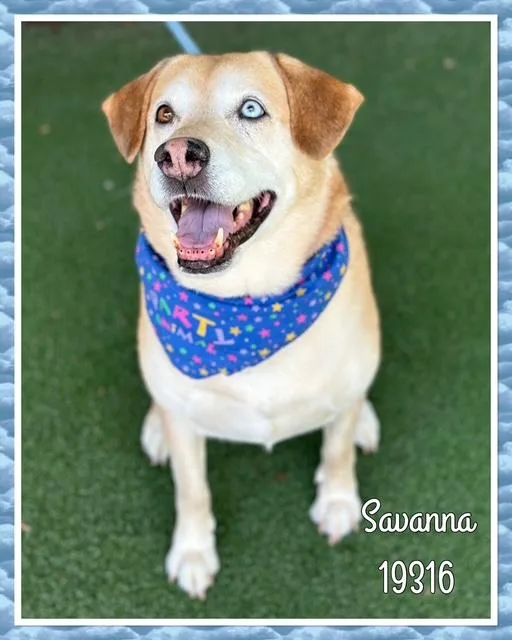 Savanna thumbnail 5