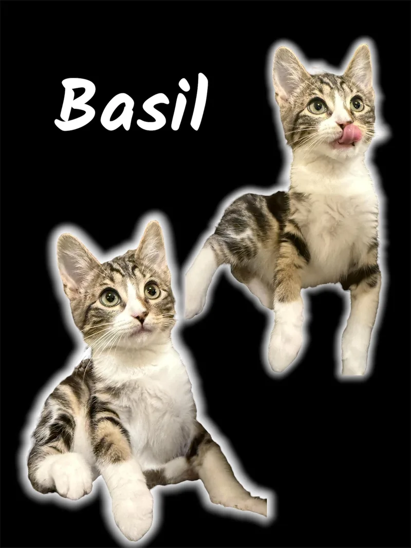 Basil