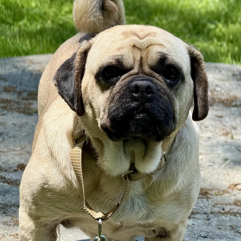 An adult small-sized female Pug dog named Cleo for adoption in Oak Bluffs, MA