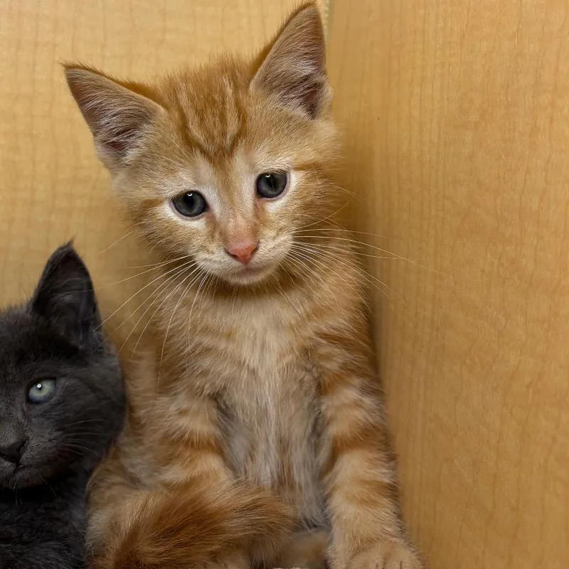 A baby small-sized male Orange / Red Domestic Short Hair cat named Pj for adoption in Washington Township, OH
