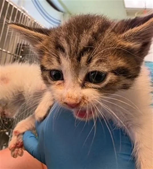 A baby small-sized female Domestic Short Hair cat named Briar for adoption in Oklahoma City, OK