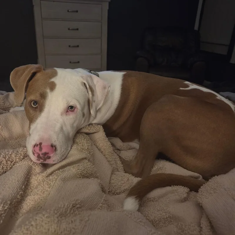 A young large-sized male Yellow / Tan / Blond / Fawn Pit Bull Terrier dog named Franklin for adoption in Normal, IL
