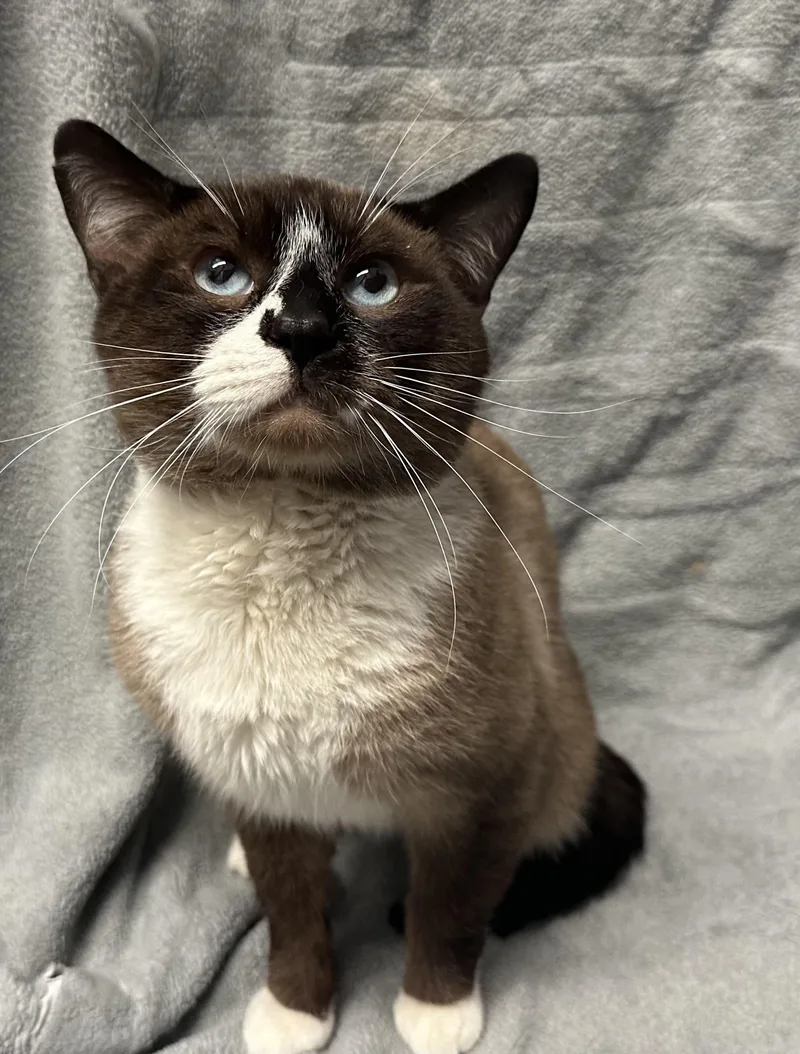 A young large-sized male Domestic Short Hair cat named August for adoption in Grand Rapids, MI
