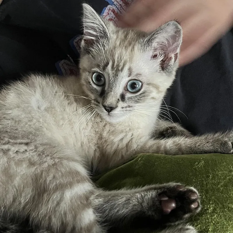 A baby medium-sized male Lilac Point Siamese cat named Fig for adoption in Chattanooga, TN