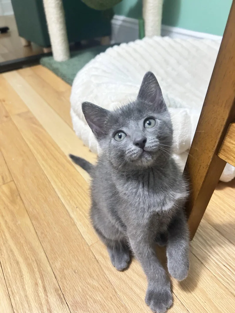 A baby medium-sized female Gray / Blue / Silver Domestic Short Hair cat named Stormy for adoption in Wesley Chapel, FL