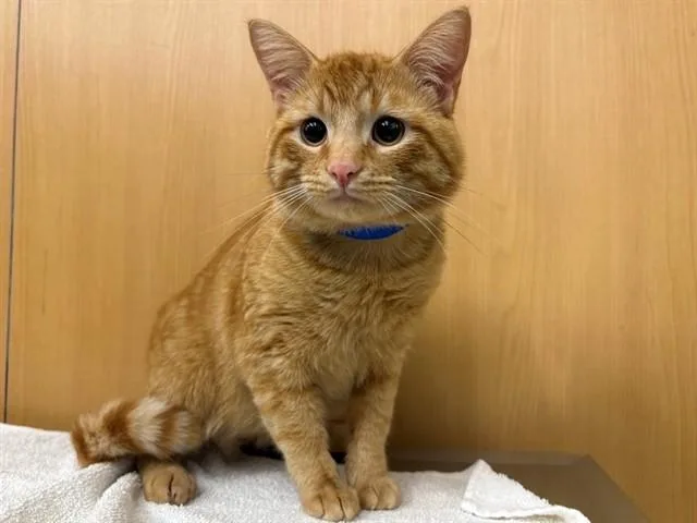 An adult medium-sized male Domestic Medium Hair cat named Dandy Lion for adoption in Saint Louis, MO