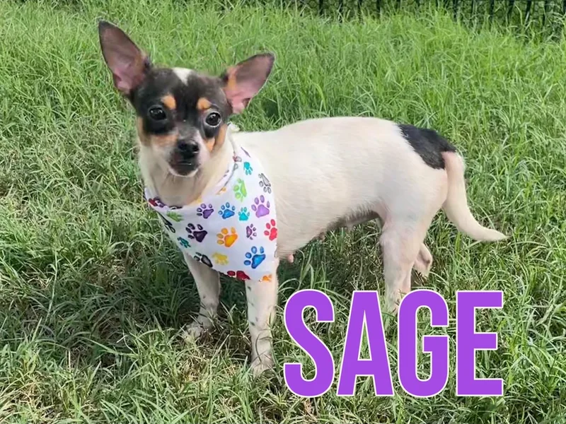 An adult small-sized female Tricolor (Brown, Black, & White) Chihuahua dog named Sage in Texarkana TX for adoption in Texarkana, TX