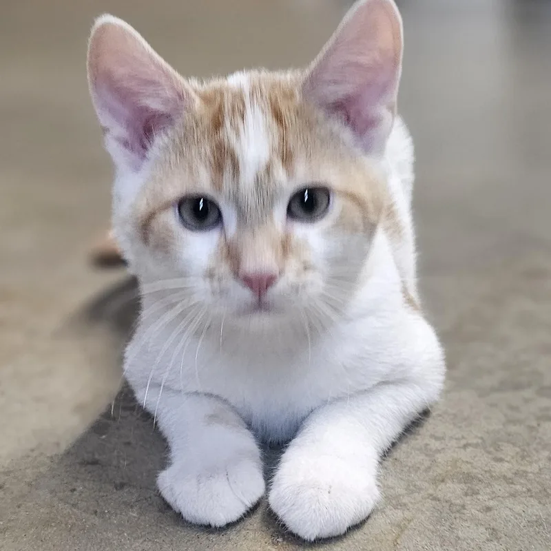 A baby medium-sized male American Shorthair cat named Stubbs for adoption in Pinedale, WY