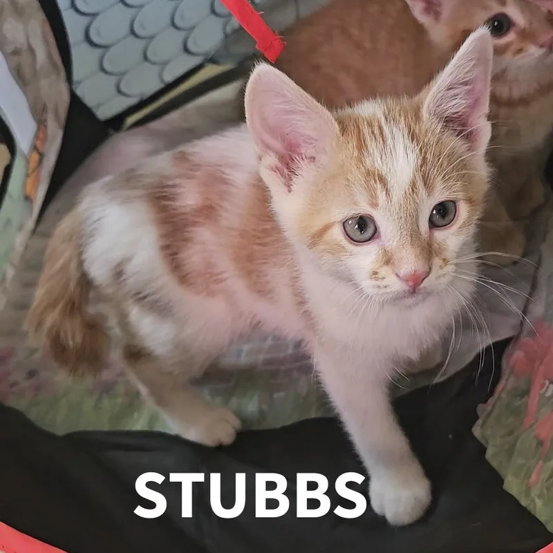 Stubbs thumbnail 4