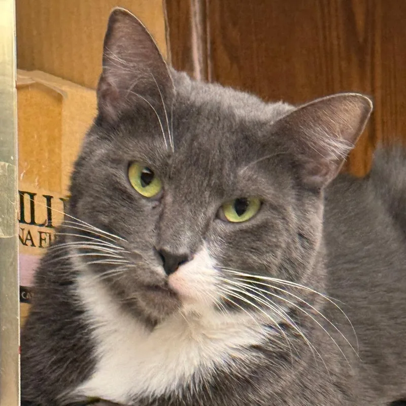 An adult small-sized female Gray / Blue / Silver Domestic Short Hair cat named Lola for adoption in Los Angeles, CA