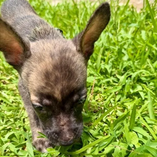 A baby medium-sized male Black Shepherd dog named Rembrandt for adoption in Houston, TX