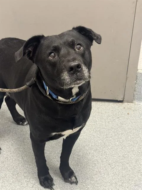 An adult large-sized female Labrador Retriever dog named Aries for adoption in Indianapolis, IN