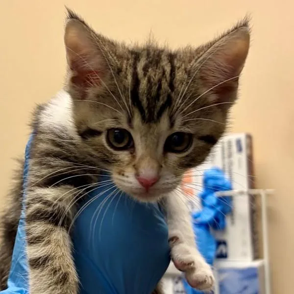 A baby small-sized female Domestic Short Hair cat named Bonnie for adoption in Walnut Creek, CA