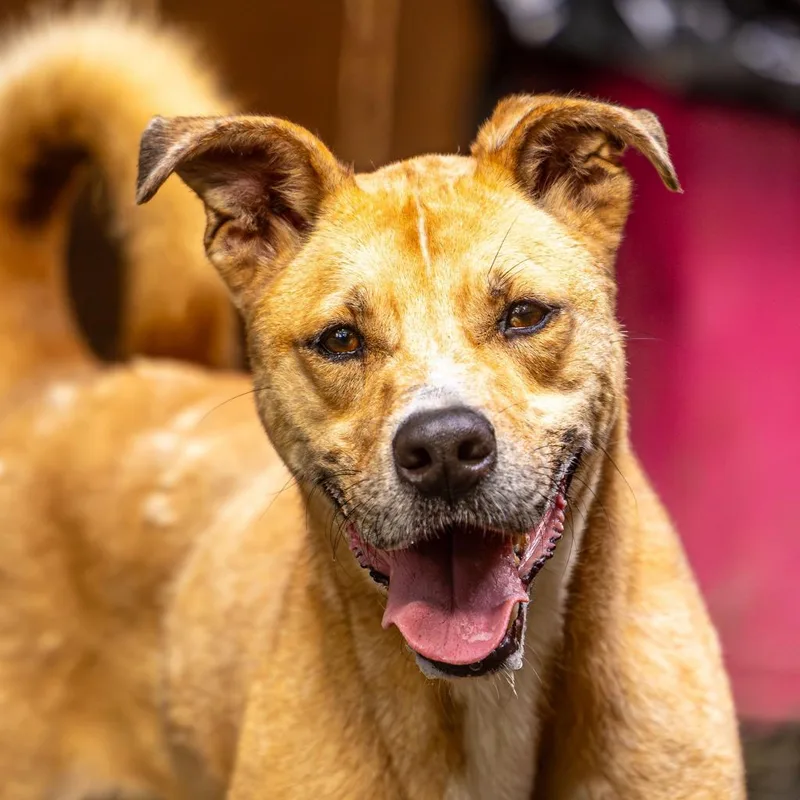 An adult medium-sized female Yellow / Tan / Blond / Fawn Mixed Breed dog named Ma'am for adoption in Decatur, GA