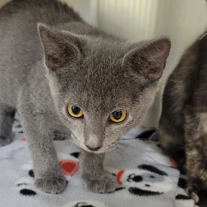 A baby small-sized male Gray / Blue / Silver Domestic Short Hair cat named Bean for adoption in Milan, IL