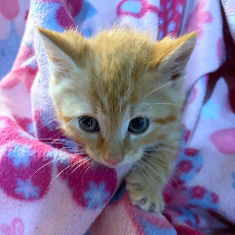 A baby small-sized male Orange / Red Domestic Short Hair cat named Rigoletto for adoption in Waldorf, MD