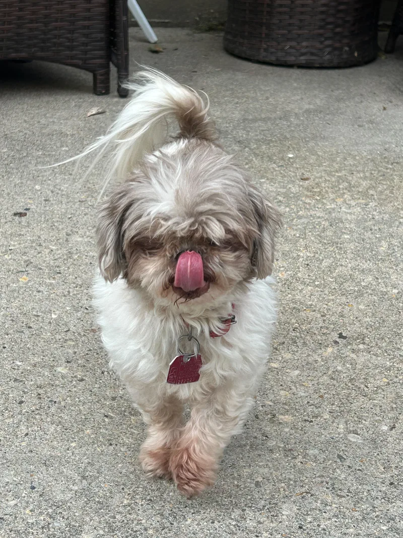 A senior small-sized female Shih Tzu dog named Bootsie for adoption in Caguas, PR