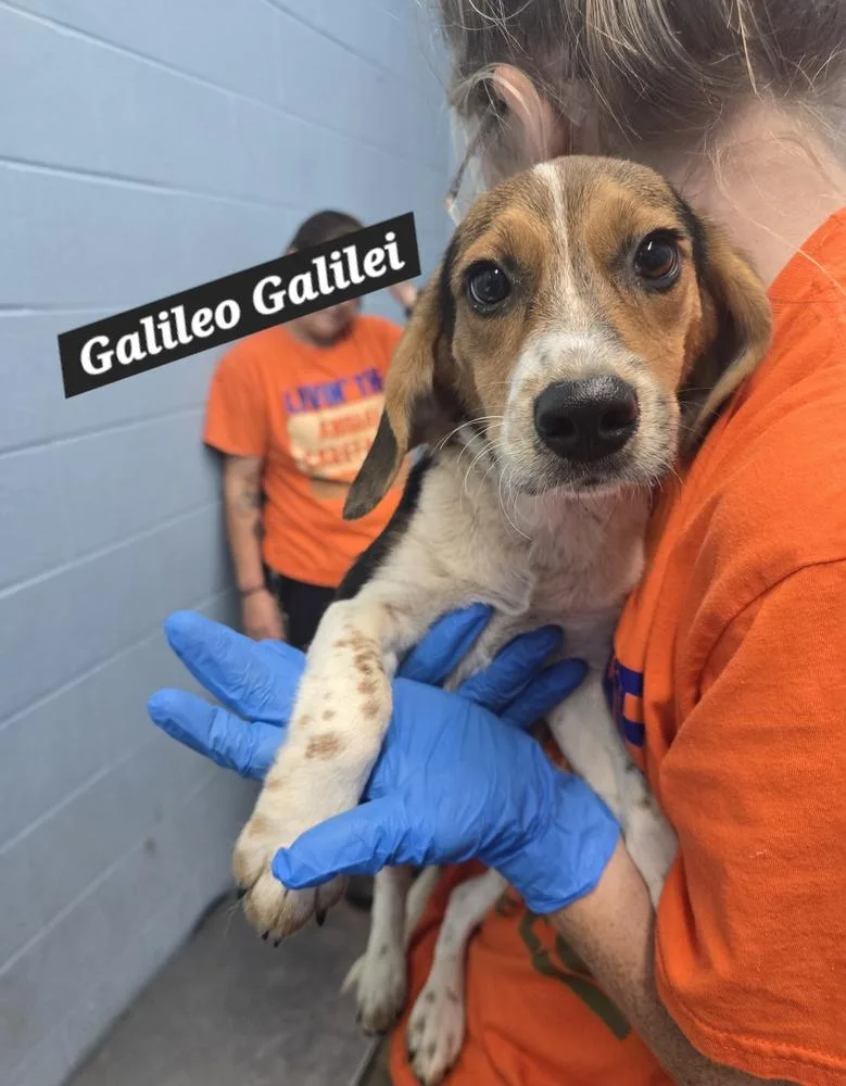 Galileo Galilei thumbnail 2